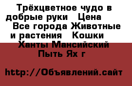 Трёхцветное чудо в добрые руки › Цена ­ 100 - Все города Животные и растения » Кошки   . Ханты-Мансийский,Пыть-Ях г.